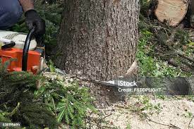  Ellitt, CO Tree Removal Pros