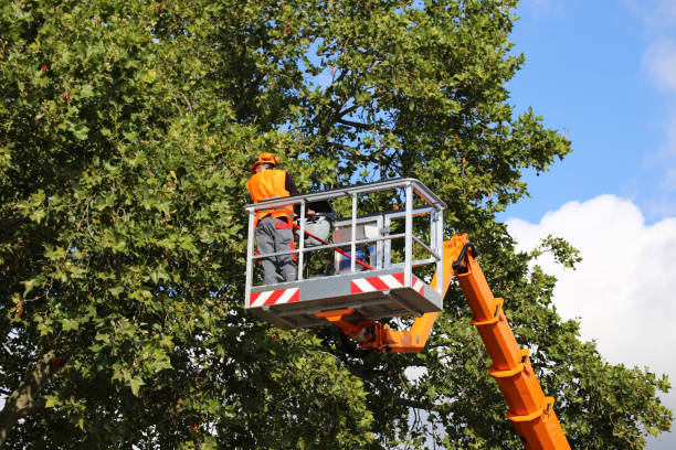 How Our Tree Care Process Works  in  Ellicott, CO