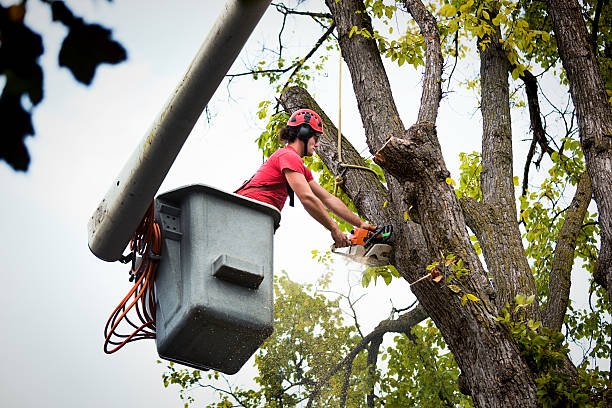 Best Tree Fertilization  in Ellitt, CO